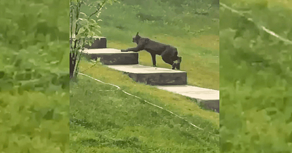 A Black Canada Lynx Has Been Caught On Camera for the First Time Ever (Video)