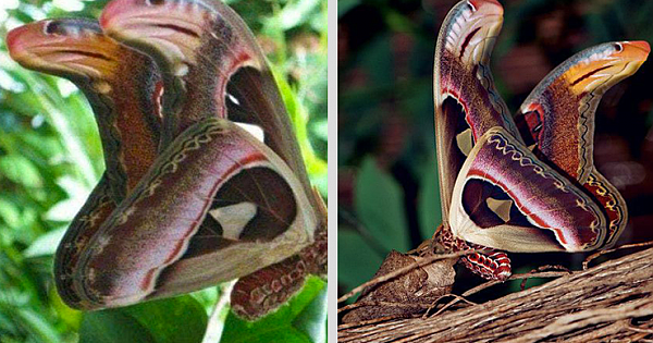 Angry-Looking 'Snakes' Spotted Lurking In Tree, But Everything Is Not As It Seems (Pics & Video)