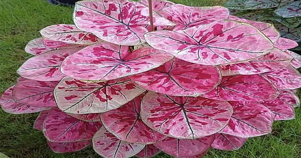 Caladium Strawberry Star: All You Need to Know (Pics & Video)