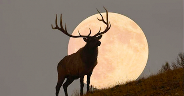Full Buck Moon 2023: What You Need To Know About July's Full Moon (Video & Pictures)