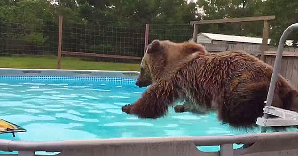 Grizzly Bear Belly Flops Into Pool Then Turns Around And Gives Camera Huge Smile (Video & Pictures)