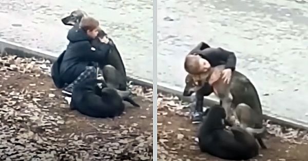 Hearthwarming Moment: Sweet Little Boy Stops To Hug Stray Dogs On The Way To School (pics & Video)