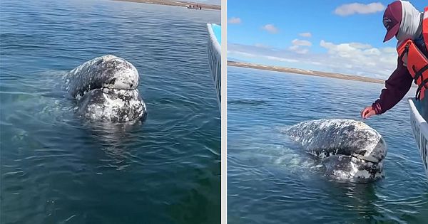 Incredible Moment As Whale Swims Up To Captain And Makes An Unusual Request Caught On Video