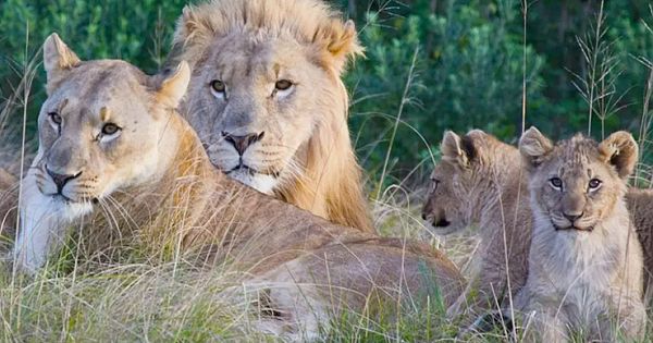 Rhino Poachers Eaten Alive By Pride Of Lions In South African Game Reserve (Pictures & Video)
