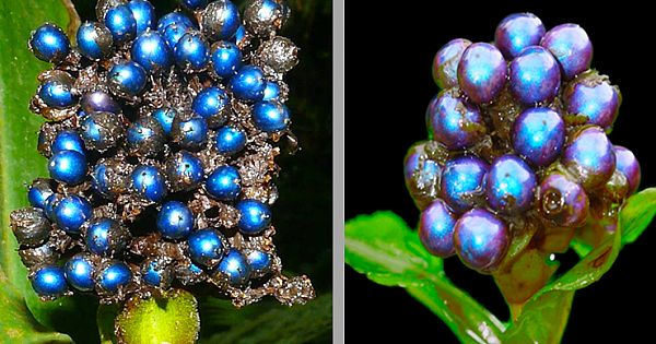 This Blue Fruit Produces the World's Most Brightest Natural Color