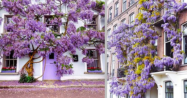 12 Blooming Beautiful Places To See Wisteria In The Wold That Actually Exist
