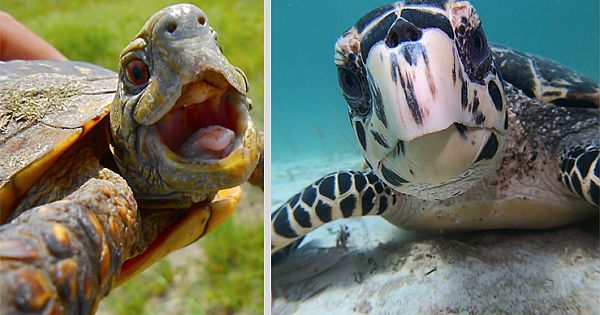 15 Weird and Cutest Turtle and Endangered Tortoise Species