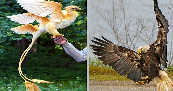 18 Different Types of Eagles Present In the World With Pictures