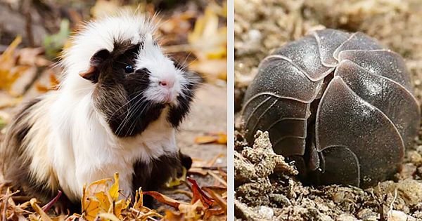 20 Lesser-Known Facts About Animals That Are Utterly Adorable