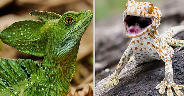 20 Of The World's Most Cutest And Largest Lizard Species
