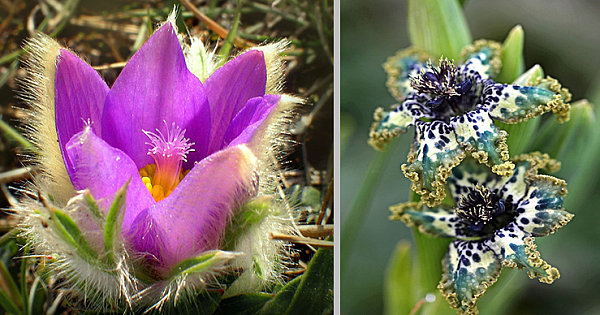 26 Unique Flowers Will Surprise You