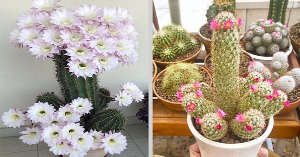 30 Types Of Succulents And Cactus That Look Like Something Out Of This World