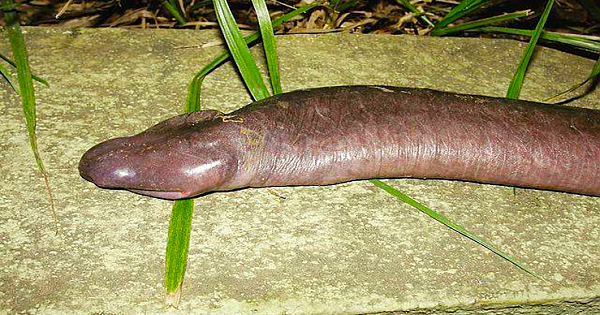 A Rare Discovered In Brazil Is Actually  Unusual Species Of Amphibian