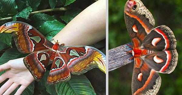 Awesome  Facts About The Giant Atlas Moth