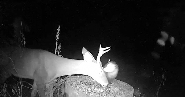 Camera Captures Opossum Helping A Deer By Picking Ticks Off Its Face