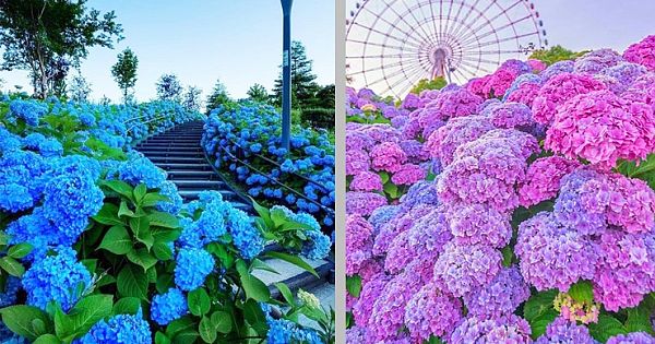 Hydrangea Season In Japan Is One Of The Most Beautiful Things You'll Ever See