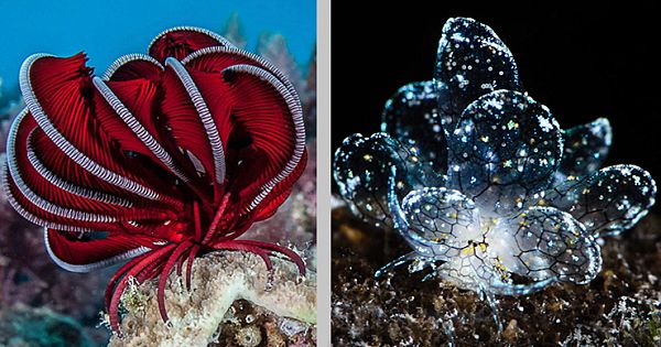 Mesmerizing Footage Of Undiscovered Deep-Sea Life