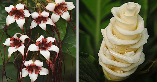 The 20 Weirdest And Coolest Flowers In The World-Where To Find Them