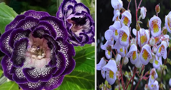 World's Most 28 Unique Flowers: So Rare, You Won't Believe They Exist