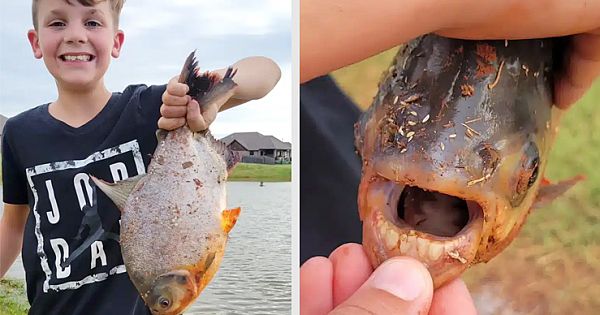 11-Year-Old Freaks Out After Catching 'Alarming' Fish In Oklahoma Pond: 'An Unusual Bite'