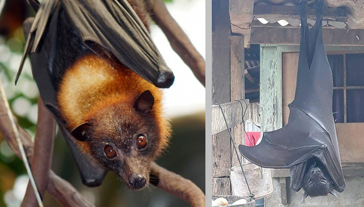 Meet The Biggest Bat In The World, The Golden-Crowned Flying Fox (Video ...