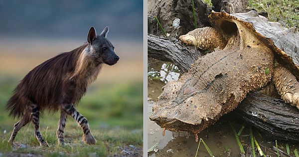 20 More Weird Animals You Probably Didn't Know Exist