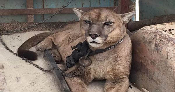 After 20 Long Years In Captivity, Circus Lion Tastes Freedom For The First Time