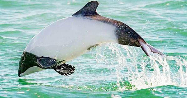 Commerson's Dolphin Is The Most Cutest Dolphin On The Planet (Video & Pictures)