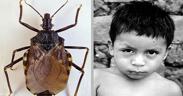 Deadly Insects Attack Victims At Night, Killing Them Quietly And Needs To Be taken Seriously Now