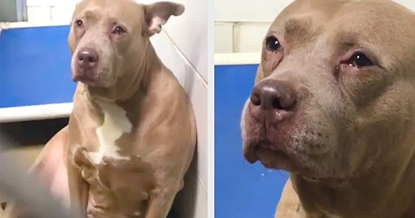 Depressed Pit Bull Filmed "Crying" At Shelter After Being Used For Breeding Then Dumped (Pictures & Video)