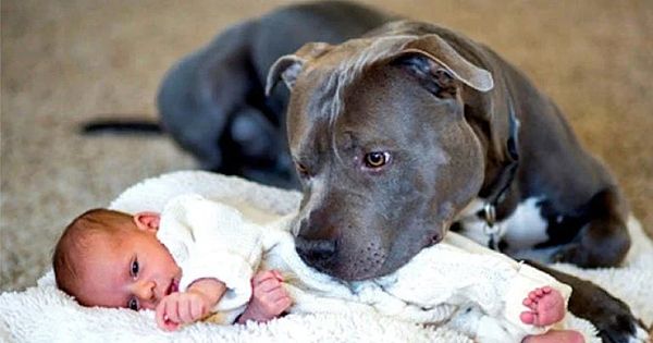 Dog Refuses To Let Baby Sleep Alone – When Parents Find Out Why They Call The Police
