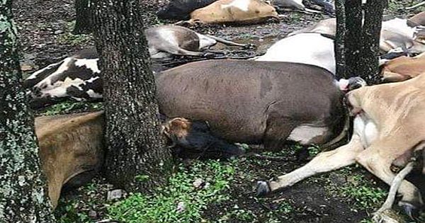 Farmer Finds Pasture Empty, Sees All 32 Dead Cows In One Big Pile