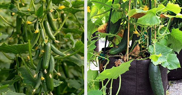 Grown Cucumbers Easily In Small Spaces: Container Gardening Guide