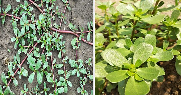 If You See this Weed, Leave It Alone. Here Are Some Of The Reasons Why