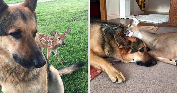 Kind-Hearted Dog Surprises Owner By Comforting The Orphaned Fawns She Rescued (Video & Pictures