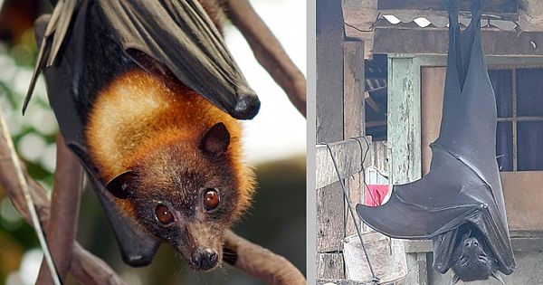 Meet The Biggest Bat In The World, The Golden-Crowned Flying Fox (Video & Pictures)