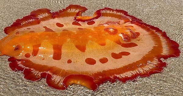 Mysterious 'Spanish Dancer' Spotted in Australia-But what Is The Vibrant Blob?