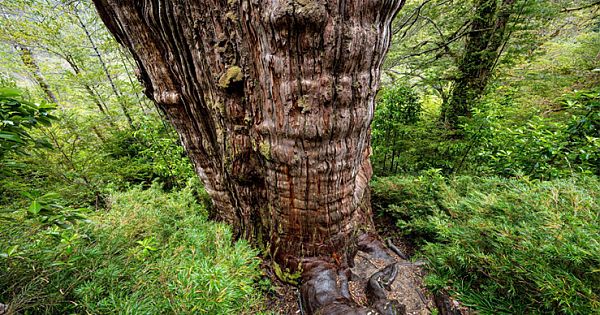 Oldest Tree In The World Found: It's Called Great-Grandfather and Is 5,484 Years Old