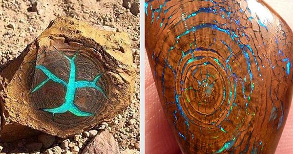 Petrified Wood Reveals Gorgeous Rare Turquoise Opal Hiding Inside