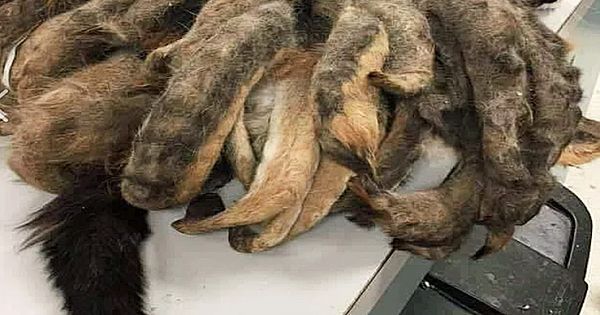 Poor Animal Found By Police Has Worst Case Of