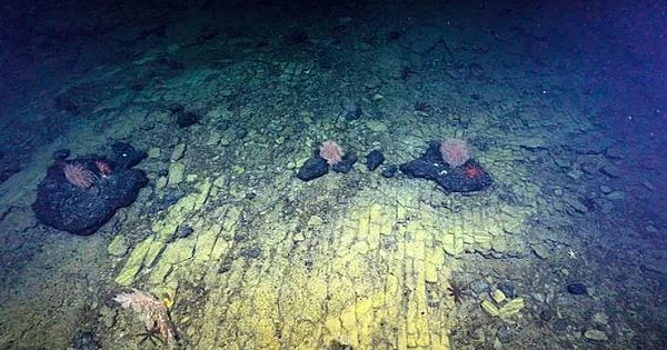 Scientists find strange "Yellow Brick Road" at the bottom of the Pacific Ocean (Video & Pictures)