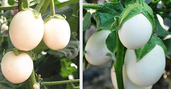 She Discovered Some White Eggs Hanging From A Tree - It Has Very High Nutritional Value