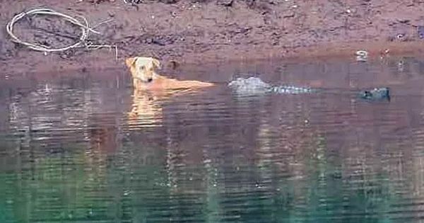 Stray Dog Met Three Huge Crocodiles On River And What Happened Next Surprised Everyone ( Video &amp; Pictures)