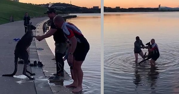 Thankful Kangaroo Offers A Handshake After Three Men Save It From Freezing Lake (Video & Pictures)