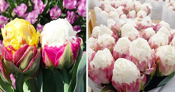 The Mesmerizing 'Ice Cream' Tulips Looks Very Delicious