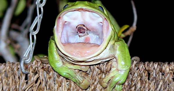 The Truth Behind The Epic Photo Of A Frog Swallowing A Snake