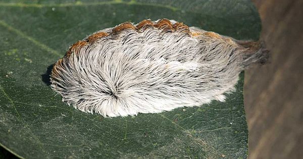 They Noticed A Strange Creature Completely Covered In Fur While Sitting On A Bench (Video & Pictures)