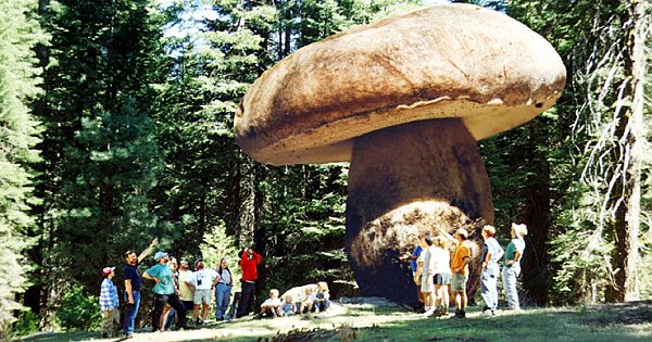 This 2,400 Year Old Mushroom Is The Largest Living Organism On The Planet