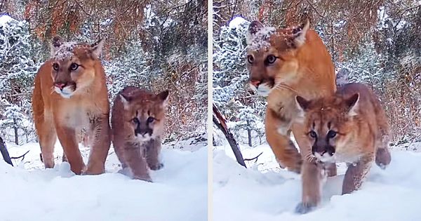 Trail Camera Catches A Female Mountain Lion And Her Adorable Cub