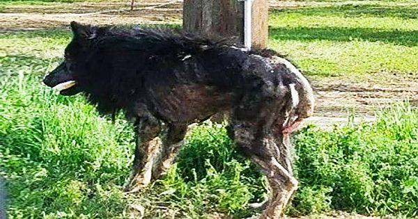 "Werewolf" Stands On Side Of Road For Months: Then A Stranger Approaches And Sees The Unthinkable